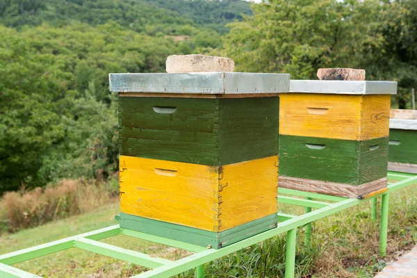 Yeşil ve sarı ahşap kovan arı ile bir arı kovanı içinde. Kurdeşen doğada. Apiculture