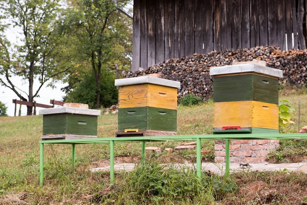 Yeşil ve sarı ahşap kovan arı ile bir arı kovanı içinde. Kurdeşen doğada. Apiculture