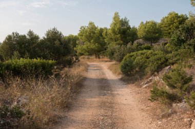 Boş şose ve tozlu yol yalak vahşi ve Hırvat orman Brac Adası. Yol yalak doğa yeşil orman ve yaz aylarında mavi gökyüzü ile.