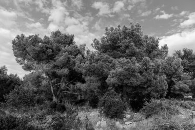 Uzun boylu ağaçlar mavi gökyüzü ve bulutlar ile doğada. Siyah beyaz resim.