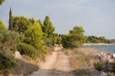 Boş şose ve tozlu yol yalak vahşi ve Hırvat orman Brac Adası. Yol yalak doğa yeşil orman ve yaz aylarında mavi gökyüzü ile.