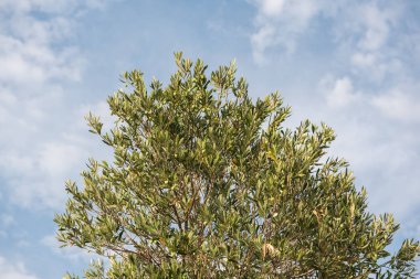 Zeytin ağacı ile beyaz bulutlar mavi gökyüzü karşı