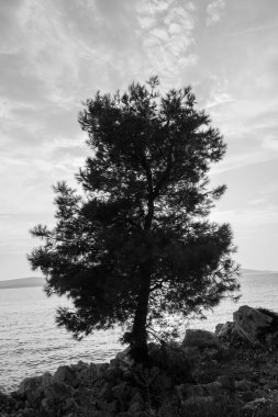 Bulutlar ve denizde arka plan ağaç siluet. Siyah beyaz görüntü. Dikey görüntü.