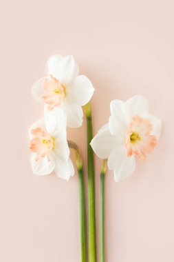 Delicate bouquet of three daffodils Orchid on a pink background, the concept of minimalist creative pastels clipart