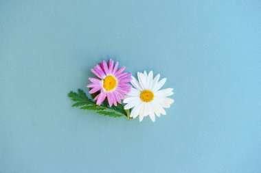 Çiçek Bahçe papatya beyaz ve pembe bir kağıt üzerinde mavi arka plan, botanik desen.