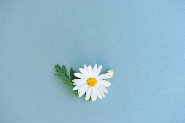 Flores Manzanilla Jardín Blanco Con Hoja Brote Sobre Papel Fondo — Foto de Stock