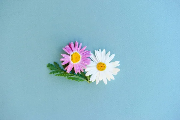 Flores Jardín Manzanilla Blanco Rosa Sobre Fondo Azul Papel Patrón — Foto de Stock