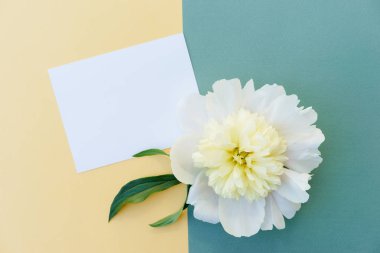 Metni kartı, davetiye ile sarı ve yeşil renk arka plan üzerinde beyaz şakayık çiçeği