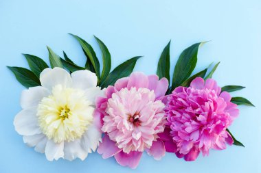 Üç şakayık çiçekleri krem, pembe, mor, parlak mavi arka plan yakın çekim, kopyalamak için alan yapraklarda ile