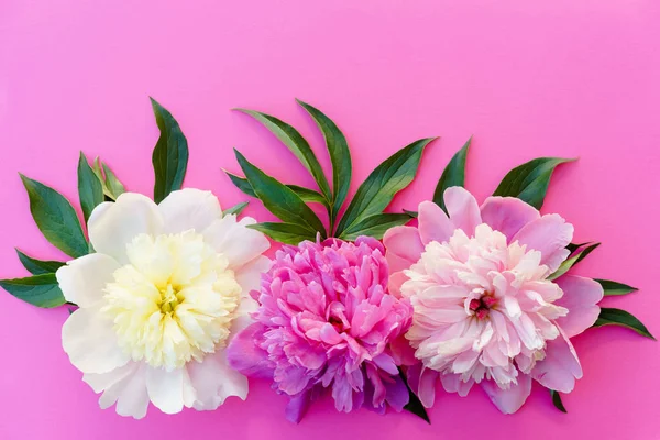 Tres Flores Peonía Crema Rosa Púrpura Con Hojas Sobre Fondo — Foto de Stock