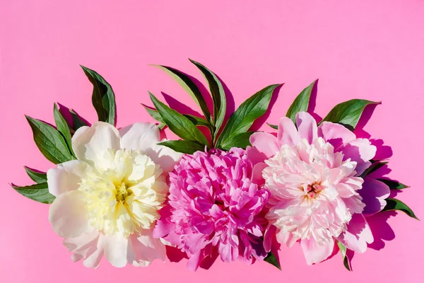 Tres Flores Peonía Crema Rosa Púrpura Con Hojas Sobre Fondo — Foto de Stock