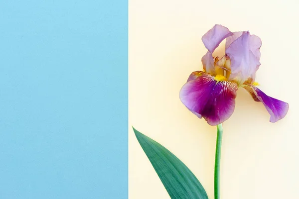 Flor brillante del iris sobre fondo amarillo y azul con espacio para el texto, tarjeta decorativa — Foto de Stock