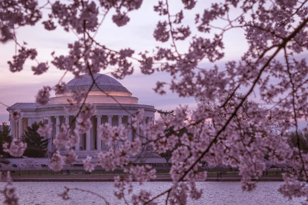 Cherry Blossom Thomas Jefferson Memorial Memorial Presidencial Washington Dedicado Thomas — Fotografia de Stock