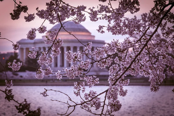 Cherry Blossom Thomas Jefferson Memorial Presidential Memorial Washington Dedicated Thomas —  Fotos de Stock
