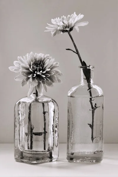 Sepia Tönte Stillleben Mit Wunderschönen Chrysanthemenblüten Den Kleinen Vintage Glasflaschen — Stockfoto