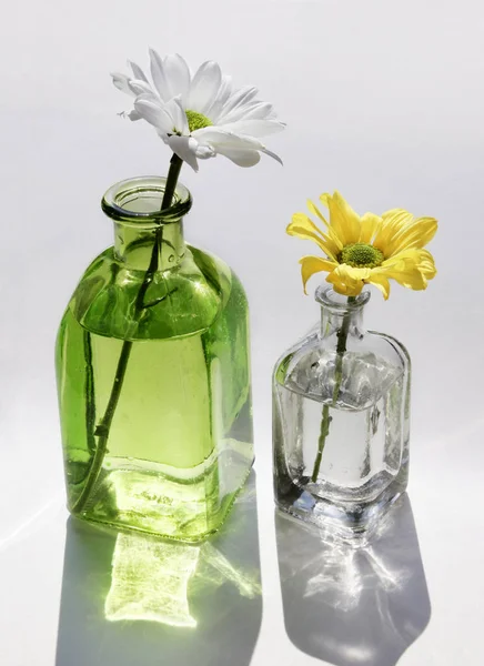 Stilleven Met Twee Prachtige Madeliefjebloemen Kleine Vintage Glazen Botlles Tegen — Stockfoto