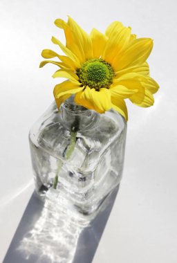 Küçük vintage cam botlle yüksek bir anahtar arka plan güzel sarı papatya çiçeği ile natürmort. Bir odak noktası seçin.