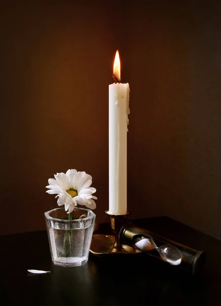 Natureza Morta Com Flor Margarida Branca Pequeno Vaso Vidro Vintage — Fotografia de Stock