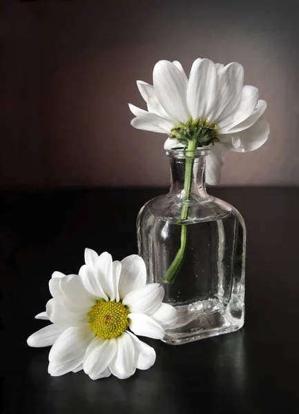Két fehér virágok Margaréta — Stock Fotó
