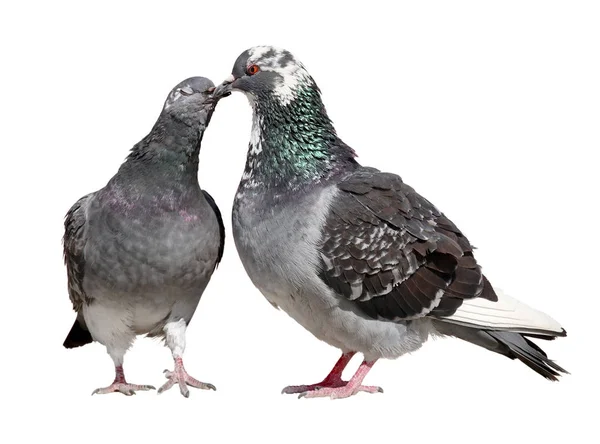 Gołębie całowanie i pokazując ich miłość — Zdjęcie stockowe
