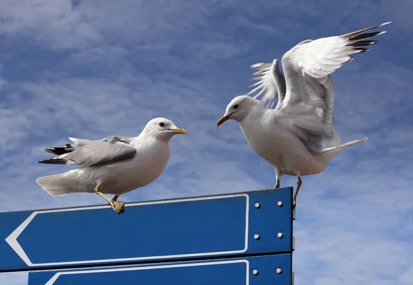 Dos gaviotas de arenque —  Fotos de Stock