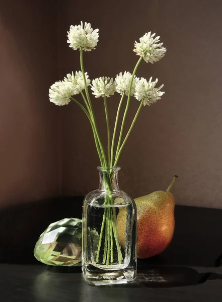 Körte és holland lóhere virágok — Stock Fotó