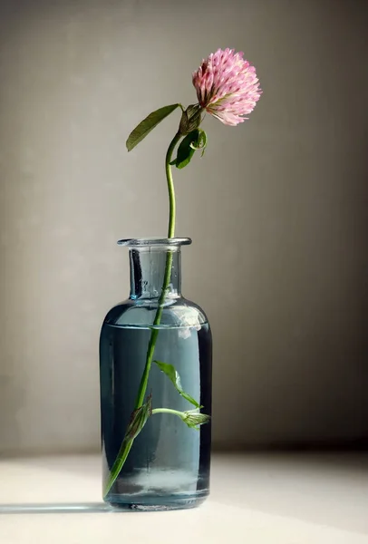 Floare Trifoi Roșu Vaza Epocă Sticlă Fundal Cheie Scăzută Focalizare Fotografie de stoc