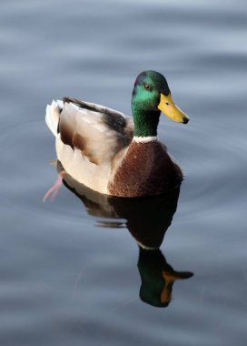 Suyun üzerinde renkli yaban ördeği (Anas platyrhynchos)