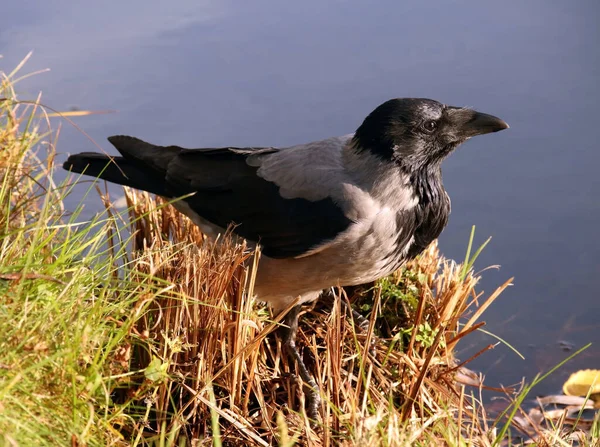 天然環境の森林湖の海岸にあるフーディとも呼ばれるヤングフードカラス Corvus Cornix — ストック写真