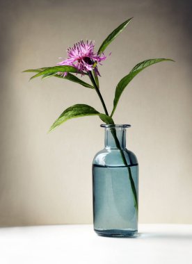 Küçük cam vazoda serratula koronata çiçeği. Seçici ve yumuşak odak.  