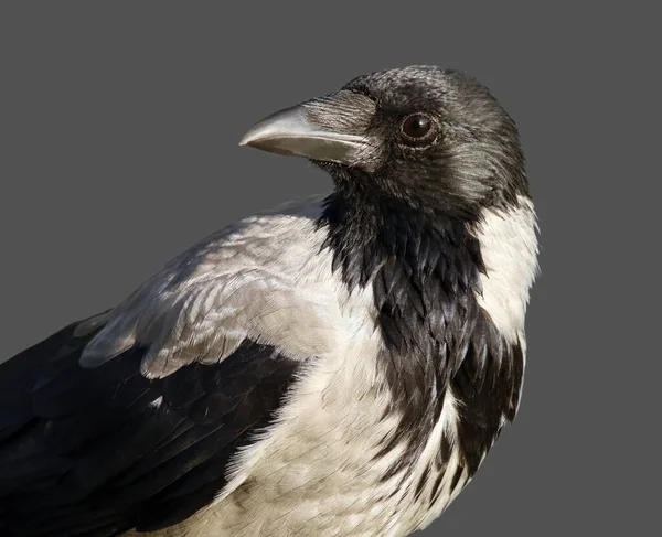 Νέοι Κουκουλοφόροι Κοράκι Corvus Cornix Ονομάζεται Επίσης Κουκούλα Σκούρο Γκρι — Φωτογραφία Αρχείου