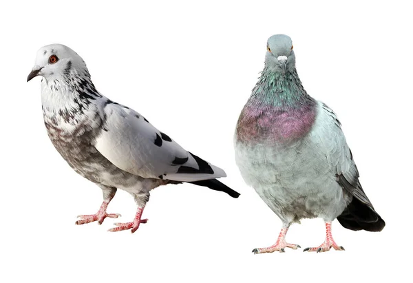 Deux Beaux Pigeons Communs Isolés Sur Fond Blanc — Photo