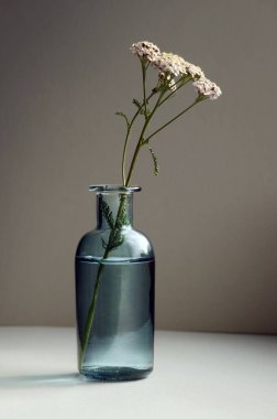 Achillea millefolium, genellikle korkuluk olarak bilinir ya da klasik cam vazodaki koyu arkaplana karşı sıradan bir kiriş. Seçici ve yumuşak odak.  