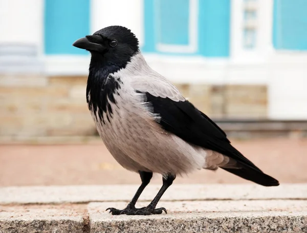 Νέοι Κουκουλοφόροι Κοράκι Corvus Cornix Ονομάζεται Επίσης Κουκούλα Αστικό Περιβάλλον — Φωτογραφία Αρχείου
