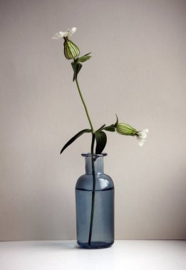 Küçük cam vazoda Silene vulgaris çiçeğiyle (idrar kesesi camponu ya da bakireler) hayat devam ediyor. Metnin için seçici yumuşak odak ve boşluk.