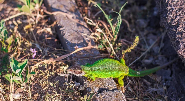 Vista Perto Lagarto Que Põe Uma Borda Concreta — Fotografia de Stock