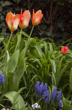 Mavi çiçeklerle çiçek açan kırmızı laleler