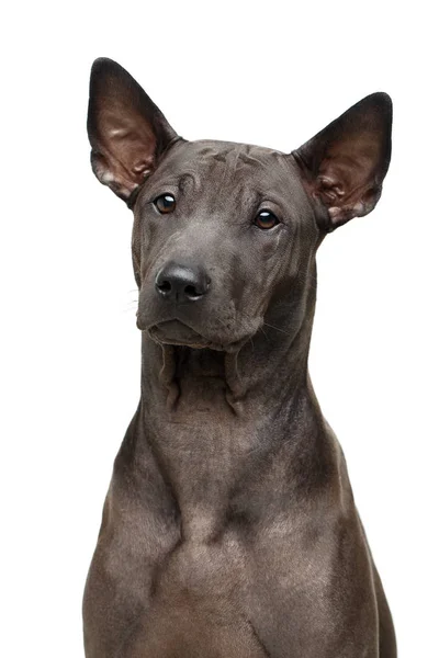 Vackra thai ridgeback valp — Stockfoto