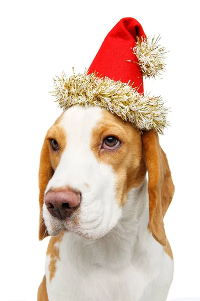 クリスマス帽子の美しいビーグル犬 — ストック写真
