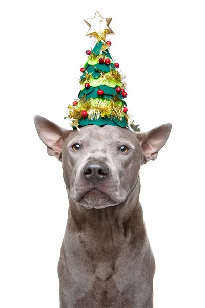 Bel cane ridgeback tailandese nel cappello albero di Capodanno — Foto Stock