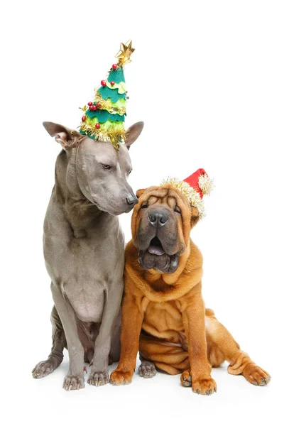 Dva psi v vánoční čepice — Stock fotografie