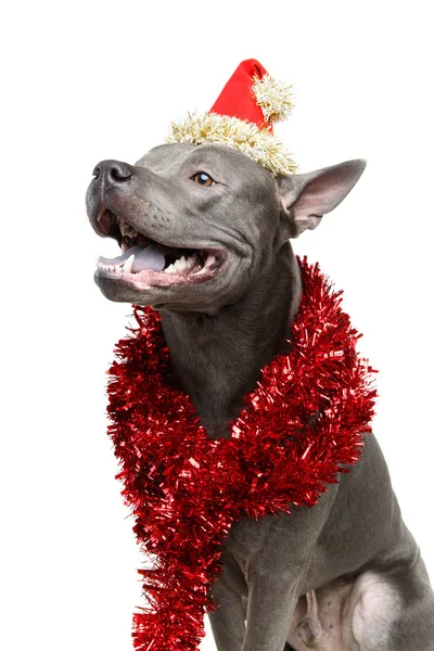 Krásný Thajský ridgeback dog v vánoční čepice — Stock fotografie