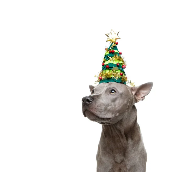 Bel cane ridgeback tailandese nel cappello albero di Capodanno — Foto Stock