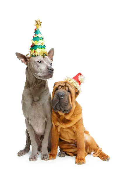 Iki köpek Noel şapka üzerinde beyaz izole — Stok fotoğraf