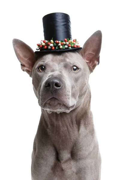 Красивая тайская ездовая собака в высокой шляпе — стоковое фото