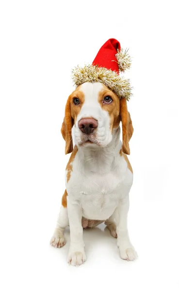 Beagle krásná fena v vánoční čepice — Stock fotografie