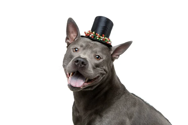 Beautiful thai ridgeback dog in high hat — Stock Photo, Image