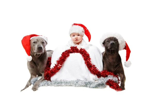 Dos perros tailandeses rifgbeck en gorras de Navidad con bebé —  Fotos de Stock