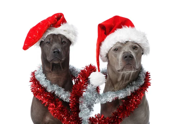 Hermoso perro tailandés rifgbeck en gorra de Navidad —  Fotos de Stock