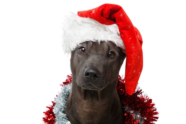 Hermoso perro tailandés rifgbeck en gorra de Navidad — Foto de Stock